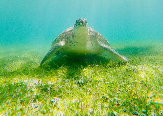 Akumal is known for sea turtles — but no touching!