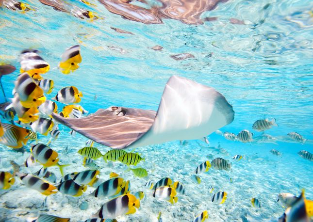 French Polynesian islands - snorkel the clear waters