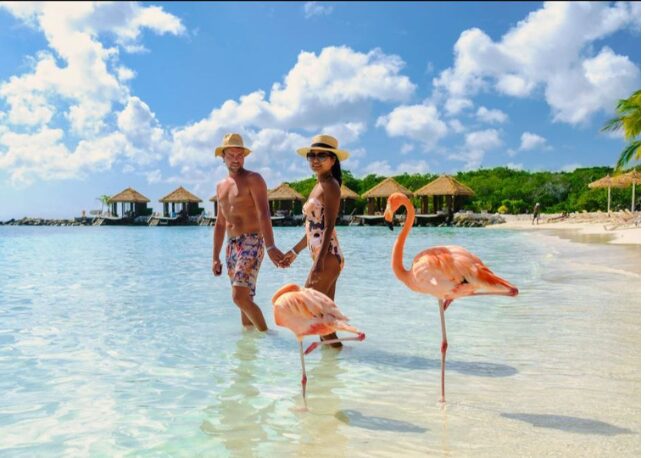 See the flamingos while you visit Aruba