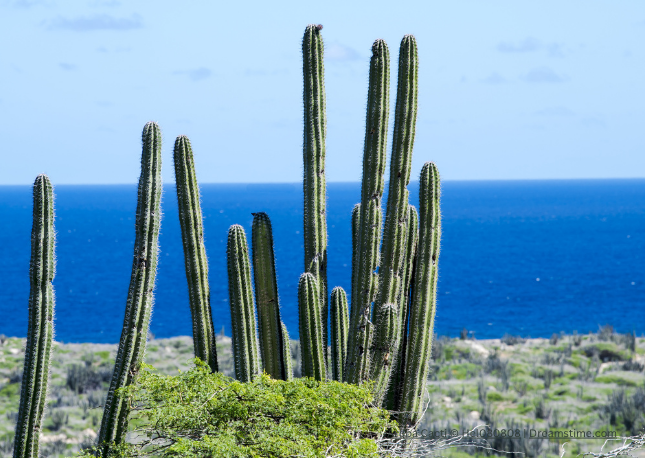 The Cacti that grow in Aruba