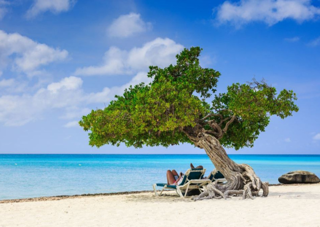 Divi Divi Tree in Aruba