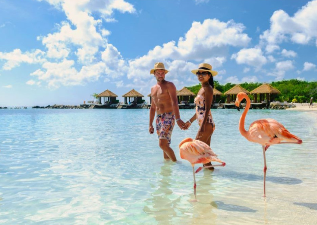 Aruba Flamingos
